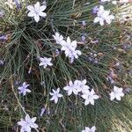 Aphyllanthes monspeliensis Blomma