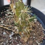 Cylindropuntia tunicata Лист