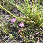 Centaurium littorale फूल