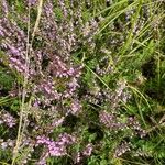 Calluna vulgarisFlower