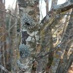 Nothofagus macrocarpa Bark