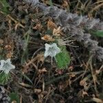 Echium italicum Floro