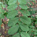 Robinia viscosa 葉