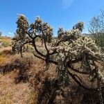 Cylindropuntia fulgida 花