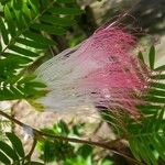 Calliandra surinamensis Fleur