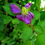 Heterotis rotundifolia Цвят