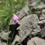 Allium narcissiflorum 花