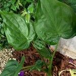 Alocasia cucullata Feuille