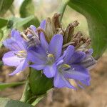 Pontederia hastata Costuma