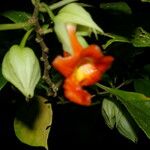 Drymonia rubra Flor