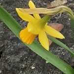 Narcissus cyclamineus 花
