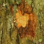 Baphia pubescens Φλοιός