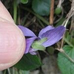 Viola suavis 花