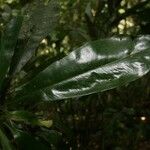 Rhabdodendron amazonicum Foglia