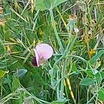 Lathyrus clymenum Plante entière