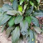 Spathiphyllum cannifolium Habit