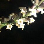 Aloysia citrodora Flower