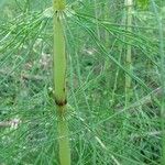 Equisetum telmateia Habit