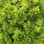 Pittosporum tobiraLeaf