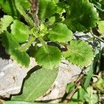 Saxifraga hirsuta Hoja