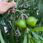 Cascabela thevetioides Fruit