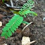 Tamarindus indica Blad