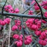 Euonymus europaeus Fruit