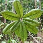 Pycnandra balansae Leaf