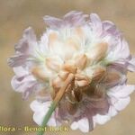 Armeria macrophylla 花
