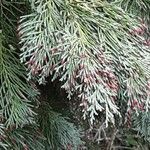 Chamaecyparis lawsoniana Lapas