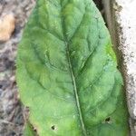 Chaptalia nutans Yaprak