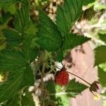 Rubus spectabilis ফল