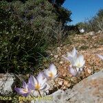 Crocus cancellatus অভ্যাস