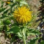 Carthamus arborescens Flower