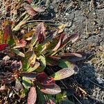 Arctous alpina Feuille