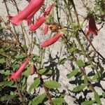 Penstemon baccharifolius عادت داشتن