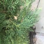 Cupressus sempervirens Blatt