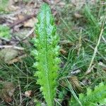 Cirsium filipendulum Leaf