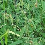 Sida spinosa Άλλα