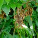 Machaerium seemannii Fruit