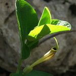 Aristolochia lutea Blüte