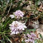 Iberis carnosa Flor