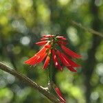 Erythrina corallodendrum Virág