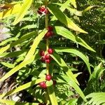 Polygonatum verticillatum 果実