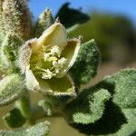 Glinus lotoides Flower