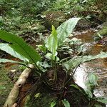 Bolbitis fluviatilis Leaf