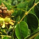 Guilandina bonduc Floro