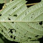 Arachnothryx chaconii Leaf