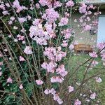 Viburnum × bodnantense Blomma