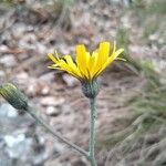 Hieracium bifidum Blomma